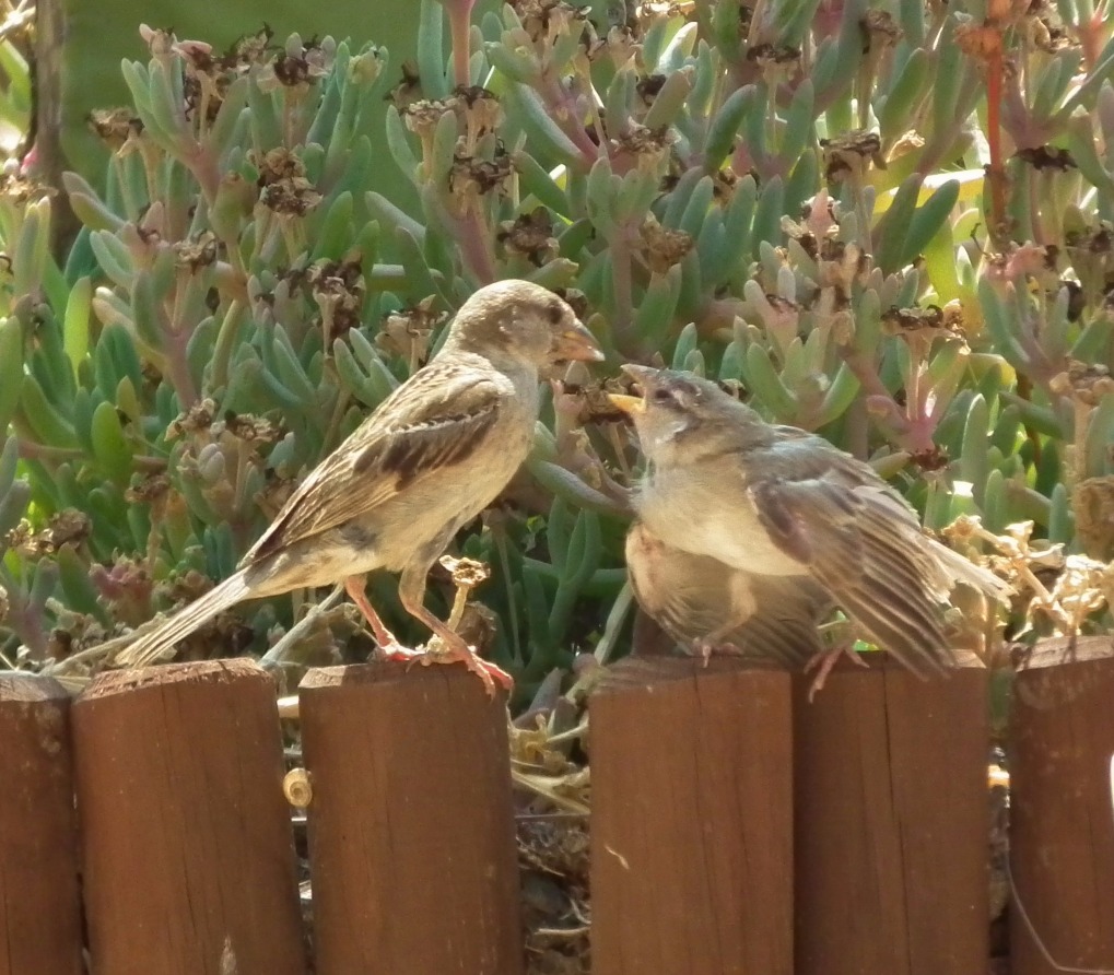 Baby Sparrow Feeding