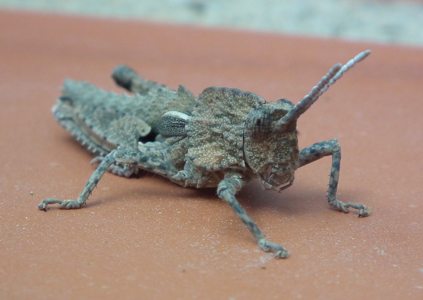 Short Horned Insect