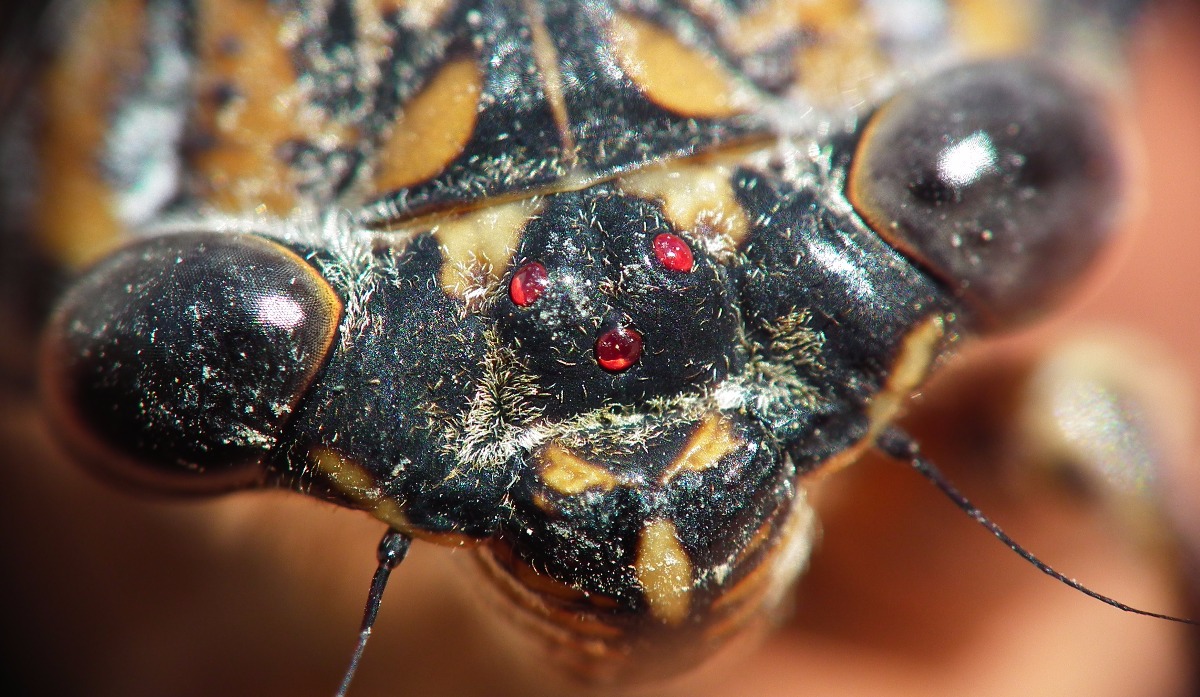 Cicada Face