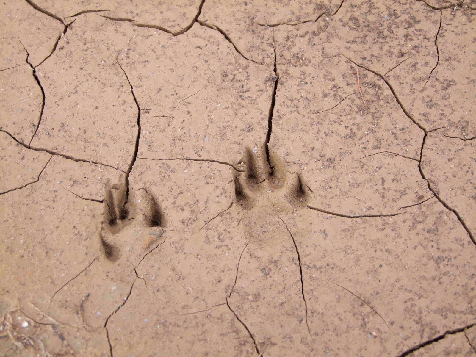 Footprints in the ground