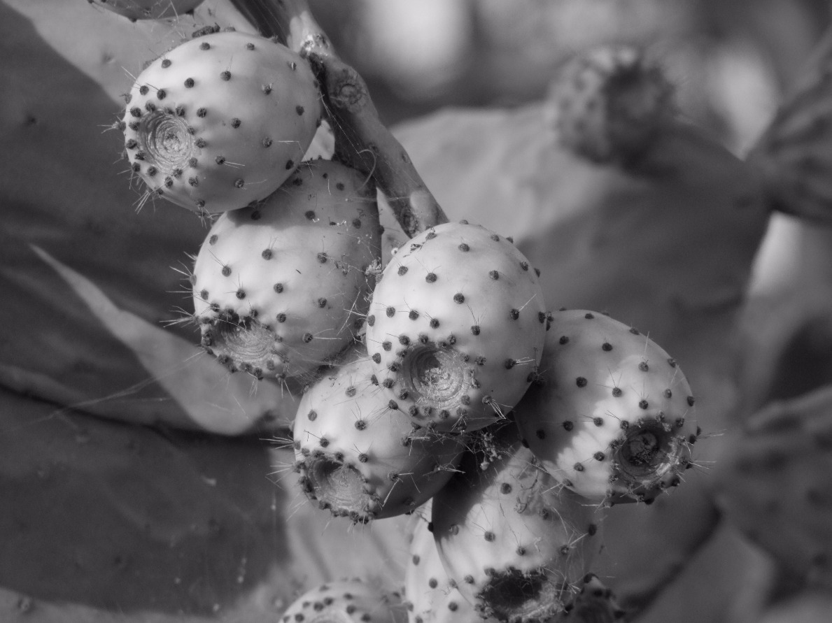Prickly Fruits